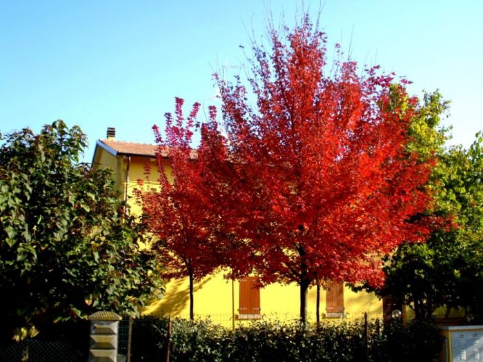 Archisio - Vivai Preti - Progetto Giardino a rami