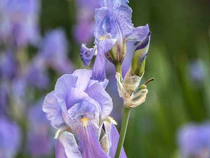 Archisio - Suingiardino Snc - Progetto Biopiscina