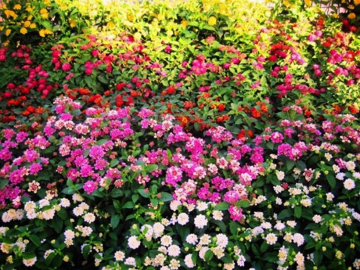 Archisio - Vivai Cantatore - Progetto Piante