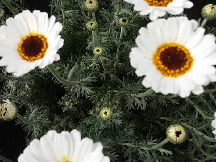 Archisio - Massarroni - Vivai Piante - Garden - Progetto Vivai e piante