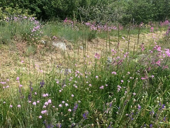 Archisio - Simone Ottonello - Progetto Giardino di montagna
