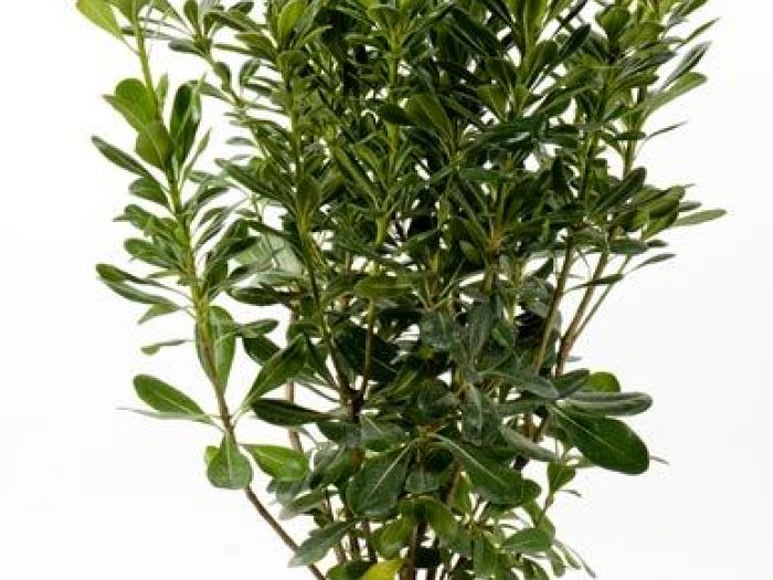 Archisio - Vivai Cantatore - Progetto Piante