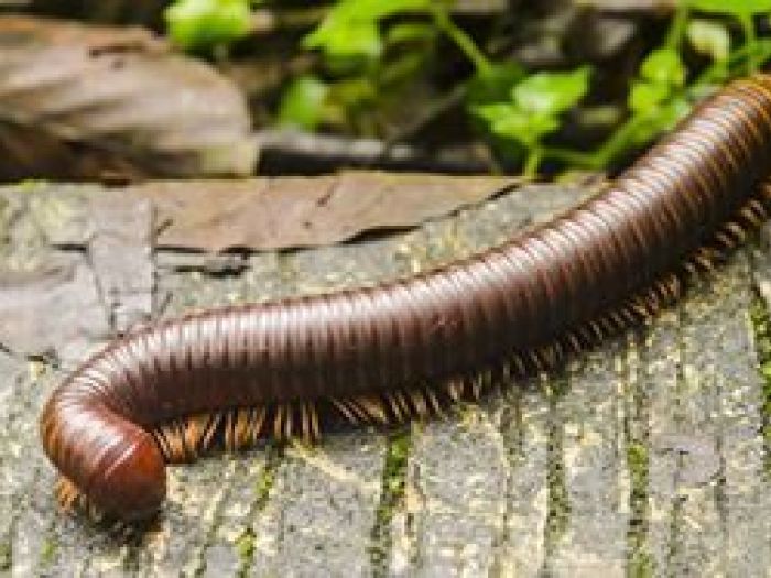 Archisio - Aducta Disinfestazioni Derattizzazioni E Servizi Ambientali - Progetto Disinfestazione insetti striscianti