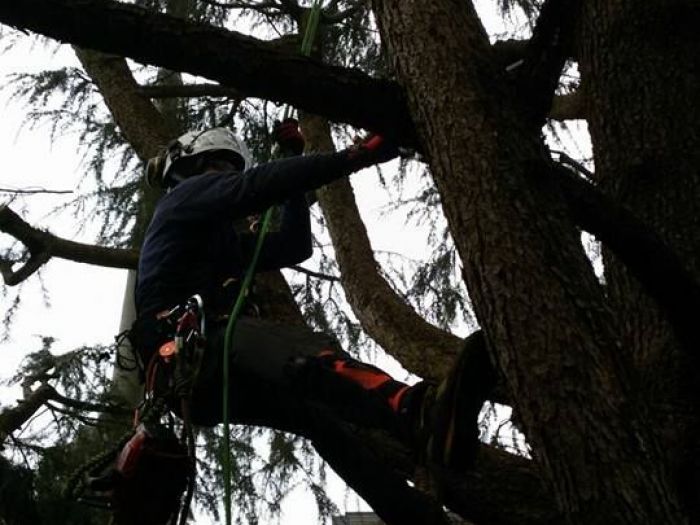 Archisio - I Giardini Dei Tudor - Progetto Potature e tagliamento di alberi