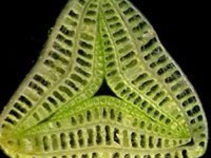 Archisio - Arqtropa Studio - Progetto Piscine naturali e vegetazione acquatica