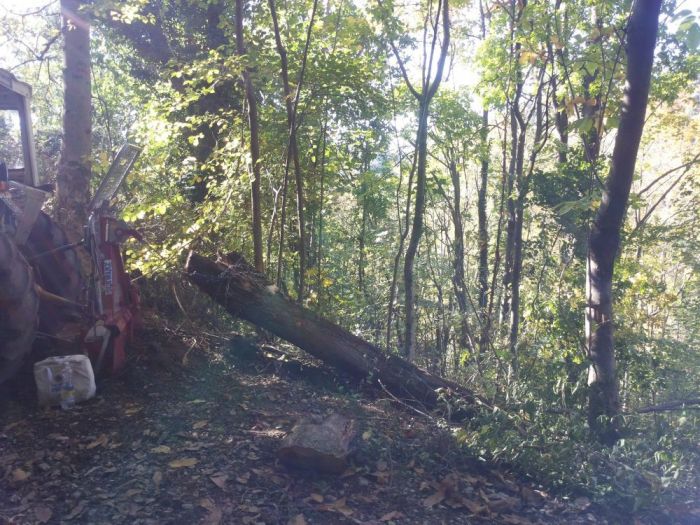 Archisio - Il Dottore Del Verde Di Bruno Barnaba - Progetto Utilizzazioni boschive