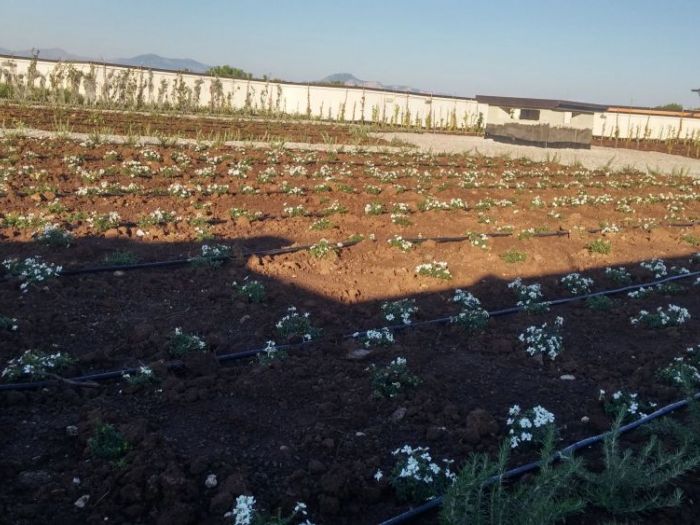 Archisio - Maria Giammarresi - Progetto Giardino pensile - arriva con la legge di bilancio 2018 il bonus verde per giardini terrazzi balconi giardini pensili e coperture anche condominiali - il nostro studio fornisce la consulenza necessaria ai fini dellottenimento del bonus