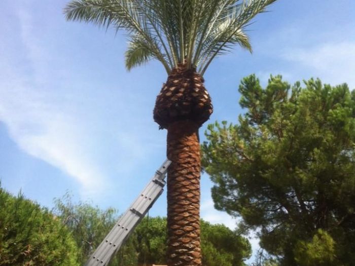 Archisio - Service Garden - Progetto Manutenzione verde