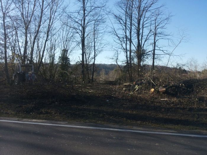 Archisio - Il Dottore Del Verde Di Bruno Barnaba - Progetto Utilizzazioni boschive