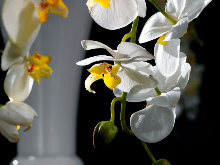 Archisio - Jupiter International srl - Progetto Set arrangement - composizioni floreali