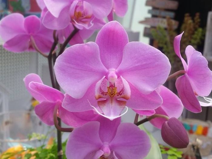 Archisio - Massarroni - Vivai Piante - Garden - Progetto Vivai e piante