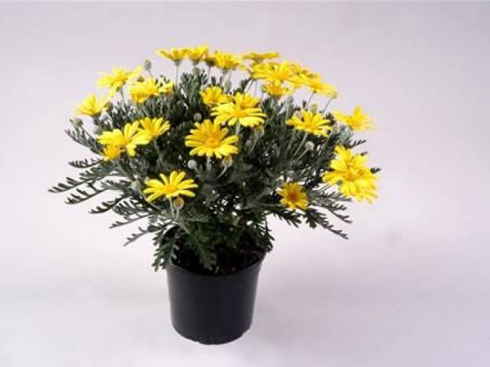 Archisio - Vivai Cantatore - Progetto Piante