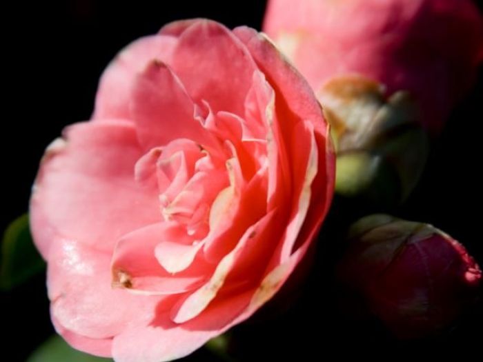 Archisio - Vivai Cantatore - Progetto Piante