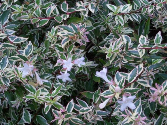 Archisio - Vivai Cantatore - Progetto Piante