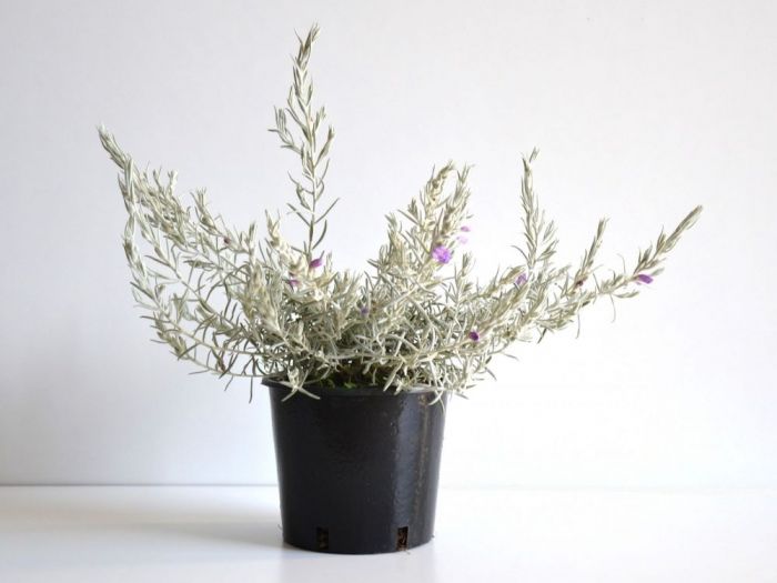 Archisio - Vivai Cantatore - Progetto Piante