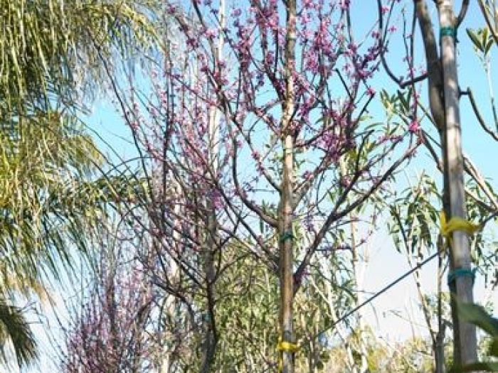 Archisio - Vivai Cantatore - Progetto Piante