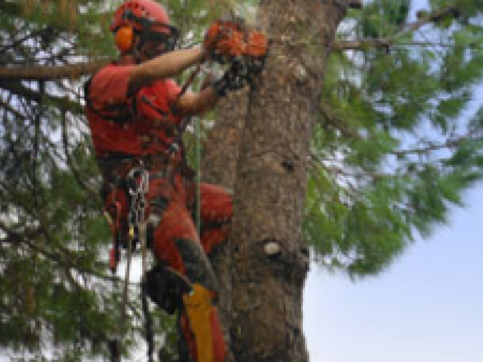 Archisio - Verde Acqua - Progetto Potatura e abbattimento alberi