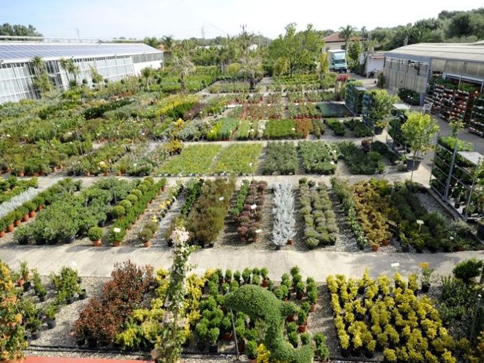 Archisio - Piante Macri - Progetto Il vivaio