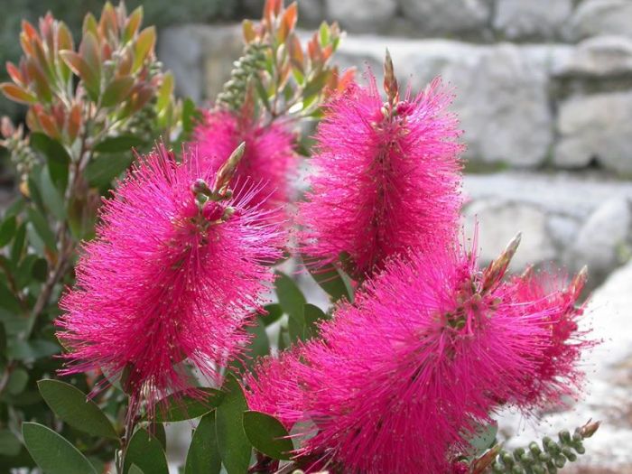 Archisio - Carlo Maria Maggia - Progetto Giardini