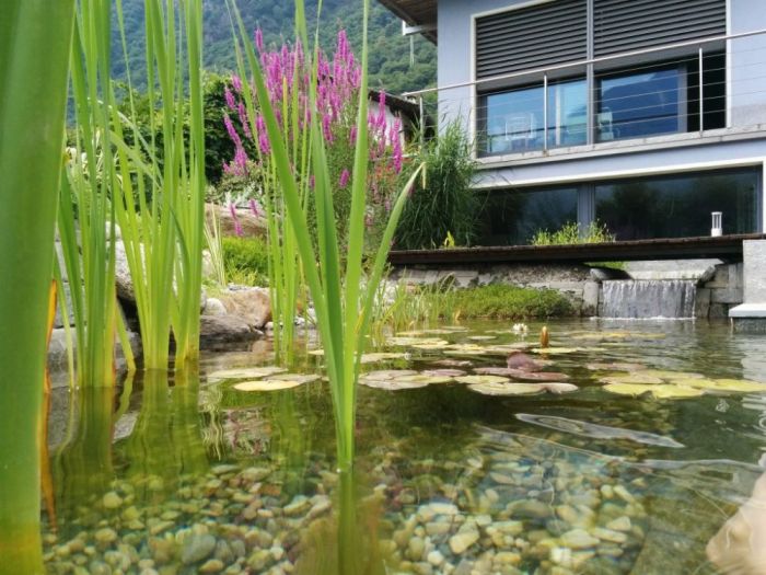 Archisio - Arqtropa Studio - Progetto Biopiscina