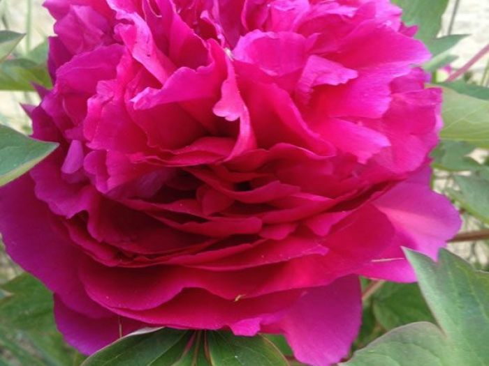 Archisio - Carlo Maria Maggia - Progetto Giardini