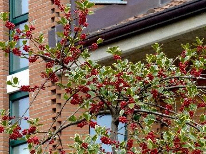 Archisio - Canavesio Bruno - Progetto Casa bellin