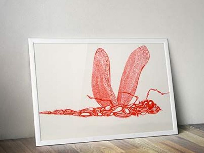 Archisio - Le 1800 - Progetto Illustration