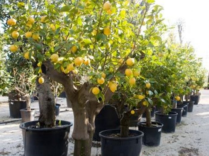 Archisio - Vivai Cantatore - Progetto Piante