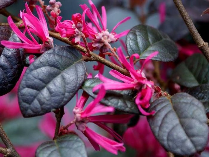 Archisio - Vivai Cantatore - Progetto Piante