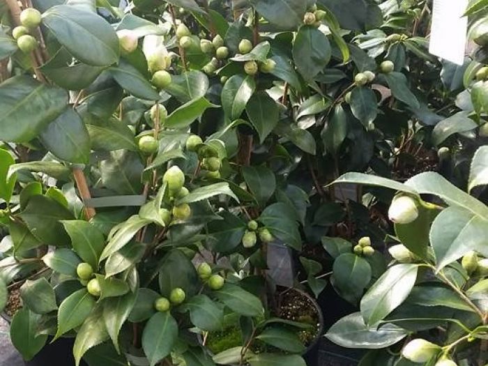 Archisio - Massarroni - Vivai Piante - Garden - Progetto Vivai e piante