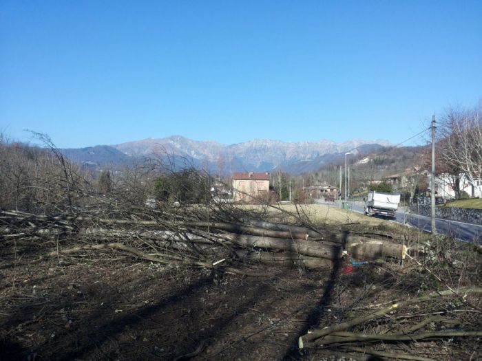 Archisio - Il Dottore Del Verde Di Bruno Barnaba - Progetto Utilizzazioni boschive