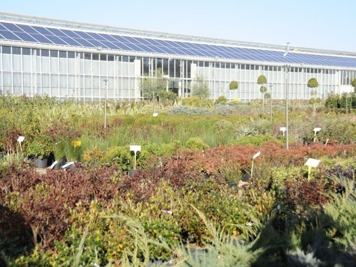 Archisio - Piante Macri - Progetto Il vivaio