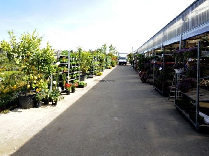 Archisio - Piante Macri - Progetto Il vivaio