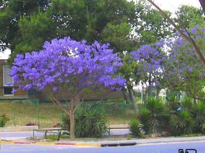 Archisio - Stefano Siboni - Progetto Giardinaggio