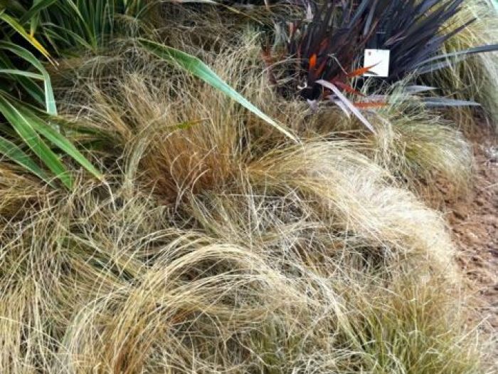 Archisio - Carlo Maria Maggia - Progetto Giardini