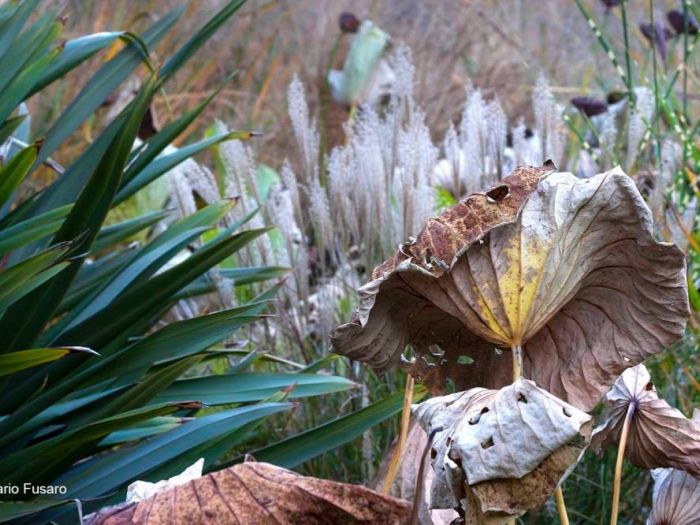 Archisio - Dario Fusaro Garden Photography - Progetto Piante