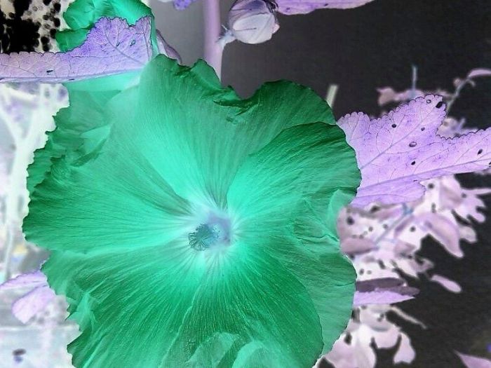 Archisio - Gianluca Vetrugno Meltem Kosan the Art Of The Negative - Artisti - Progetto Galleria 1 fotografie astratte