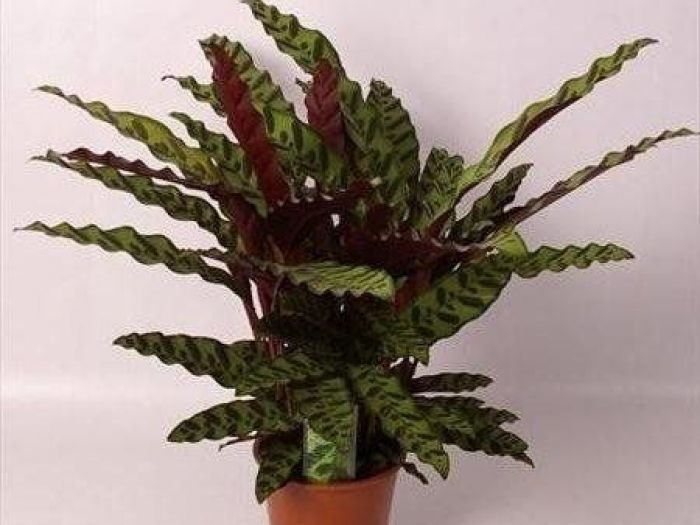 Archisio - Artenatura Vivai Saas - Progetto Piante da interno