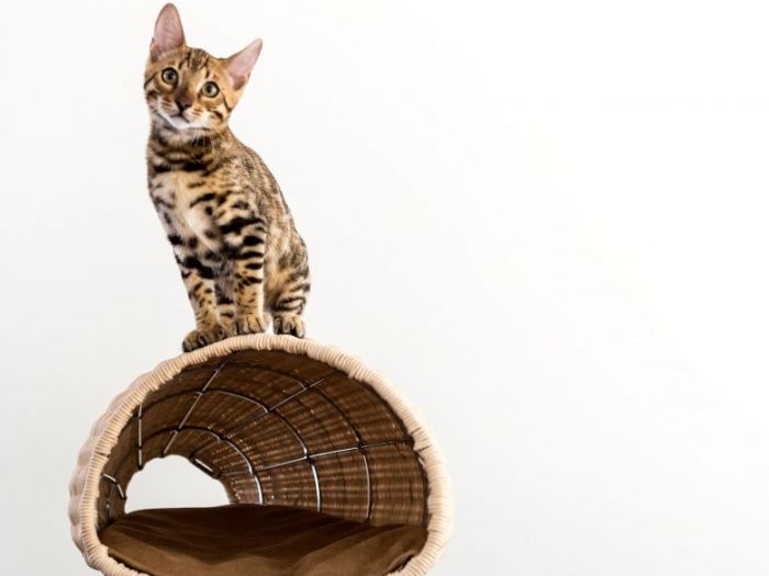 Archisio - Brandodesign - Progetto La cuccia baco