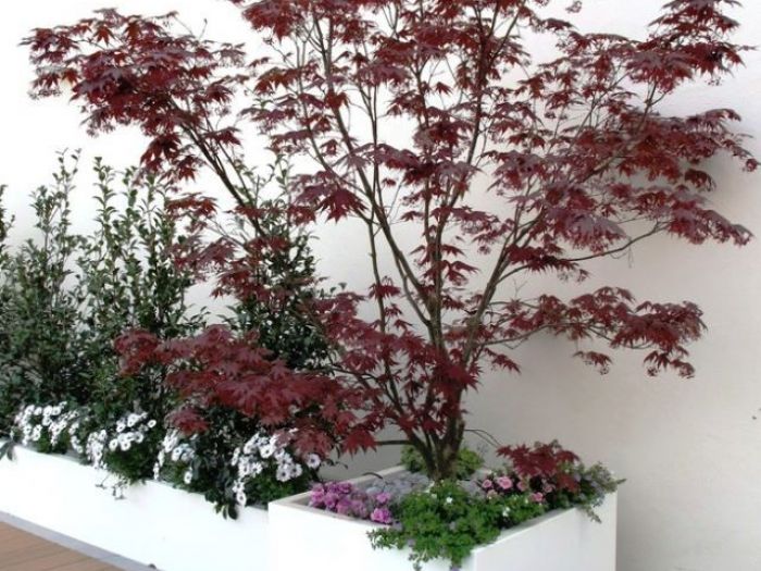 Archisio - Architetto Del Paesaggio Designer Del Verde - Progetto Terrazzo privato 1