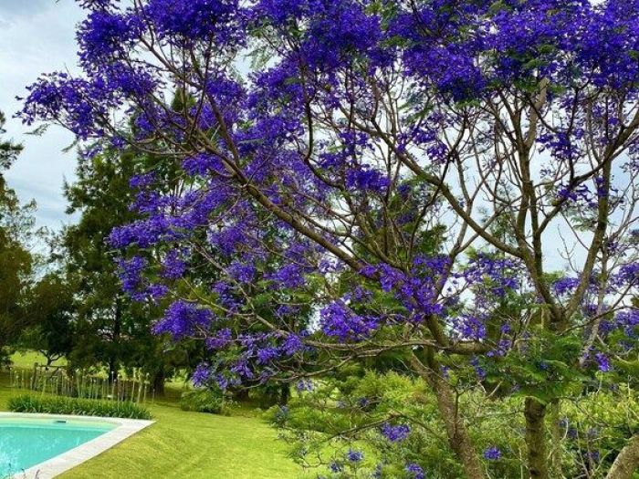 Archisio - Claudia Dibbe Piazza - Progetto Storica dellarte ed ingegnere agronomo Paesaggismo e home decor counselling