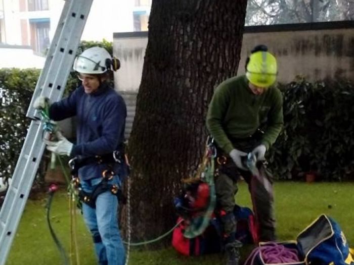 Archisio - I Giardini Dei Tudor - Progetto Potature e tagliamento di alberi