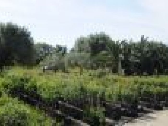 Archisio - Piante Macri - Progetto Il vivaio