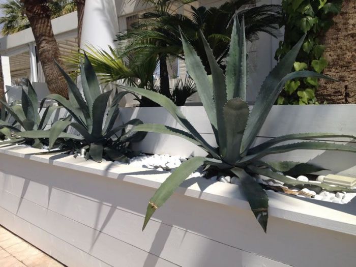 Archisio - Carlo Maria Maggia - Progetto Giardini