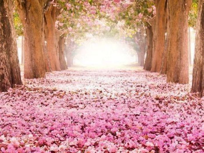 Archisio - Vivai Cantatore - Progetto Piante