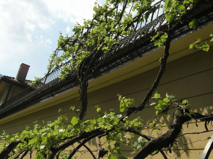 Archisio - Manuel Benedikter - Progetto Ristrutturazione di glauber