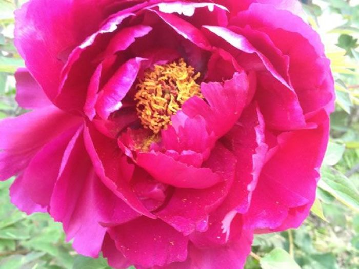 Archisio - Carlo Maria Maggia - Progetto Giardini