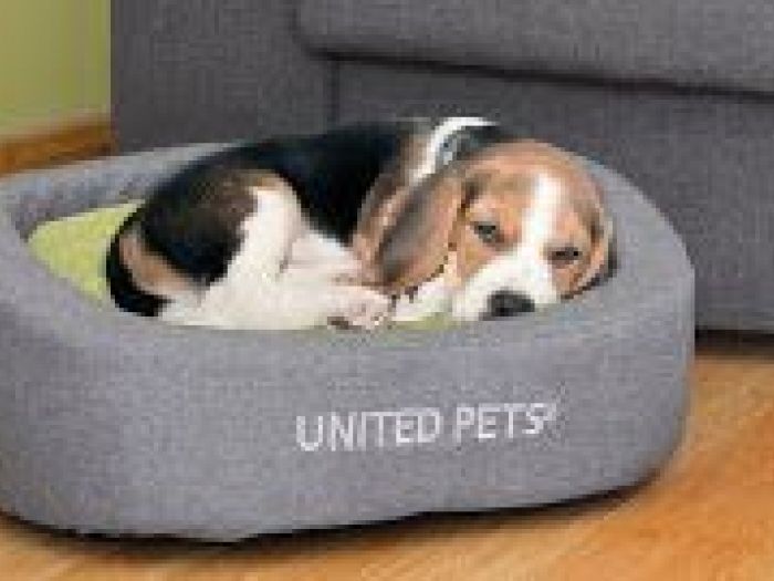 Archisio - Ildoppiosegno - Progetto Pet design