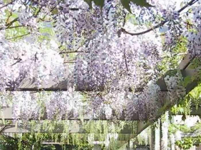 Archisio - Antonio Pelella - Progetto Giardino pensile condominiale