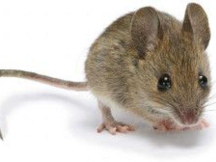 Archisio - Cordella Disinfestazioni E Disinfezioni A Torino - Progetto Debellare topi e ratti derattizzazione torino